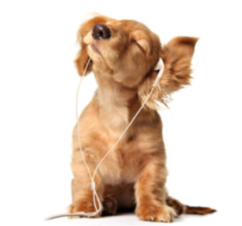 A Complete Guide to Pet Insurance in 2025: Because Your Furry Companion Deserves Dignified Protectio