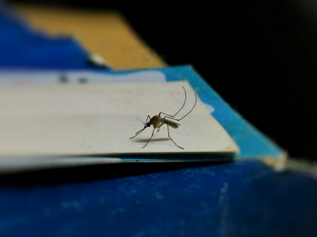 Australian Mosquito Bite Insurance for Protection Against Mo