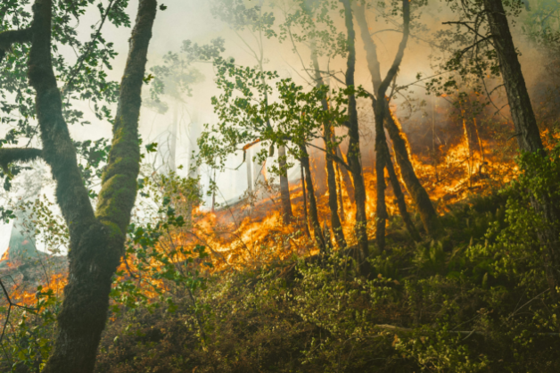 Forest Fire Insurance, Protecting Green Homes