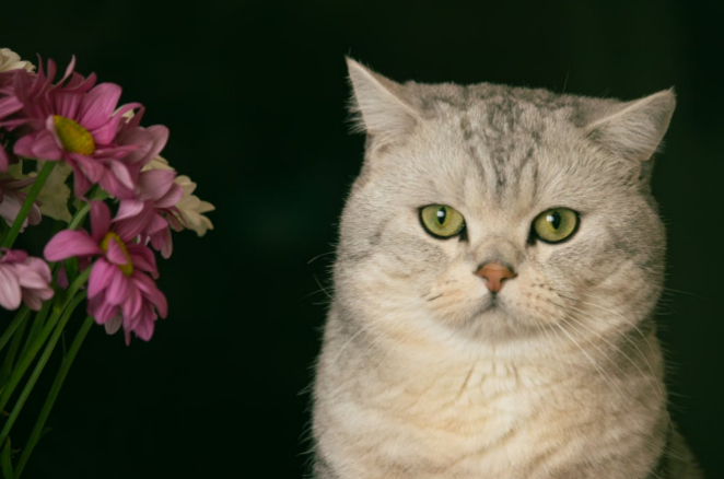 Pet Loss Insurance: Offering financial relief in the event of a pet's accidental death